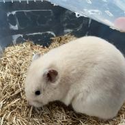 Hamster "Basse"