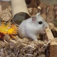 Dværghamster Fnuggi