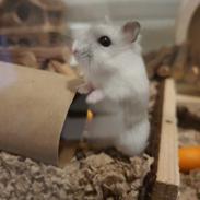 Dværghamster Fnuggi