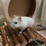 Dværghamster Fnuggi