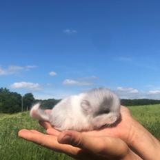Chinchilla Chin Up’s Killian Jones