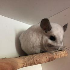 Chinchilla Fogsgaard’s Wilhelmina
