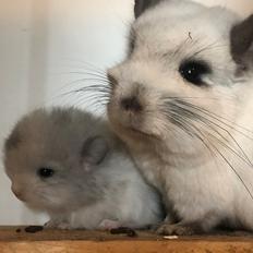 Chinchilla Fogsgaard’s Wilhelmina