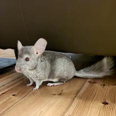 Chinchilla Balder