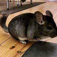 Chinchilla Chili
