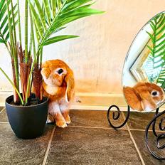Kanin Bambi