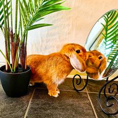 Kanin Bambi