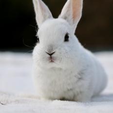 Kanin Borg´s Henrik