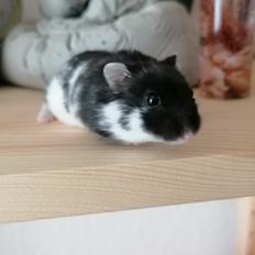Dværghamster Frida