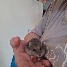 Dværghamster Anastasia og Bella 