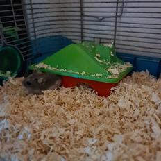 Dværghamster Anastasia og Bella 