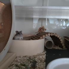 Dværghamster Saphira