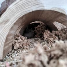 Dværghamster Saphira