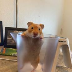 Hamster Arthur *Himmelgnaver*