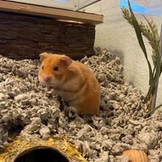 Hamster Arthur *Himmelgnaver*