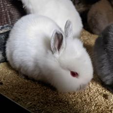 Kanin Baunti's Kazan Loves Peace
