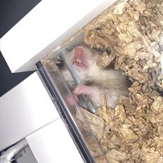 Hamster Jens *Himmelgnaver*