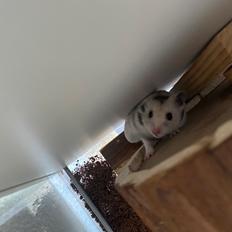 Hamster Jens *Himmelgnaver*
