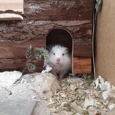 Hamster My Little Mysterious Abaddon