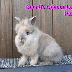 Kanin Baunti's Odessa Loves Peace 