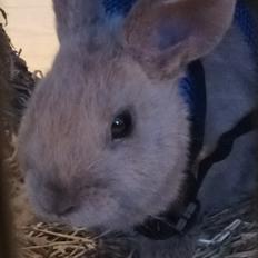 Kanin Molly *Rip*