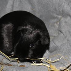 Marsvin Cibell's Black Angus