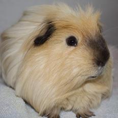 Marsvin Cosmo *Solgt*