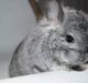 Chinchilla Hauge’s Jerico