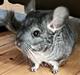 Chinchilla Chili