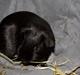 Marsvin Cibell's Black Angus