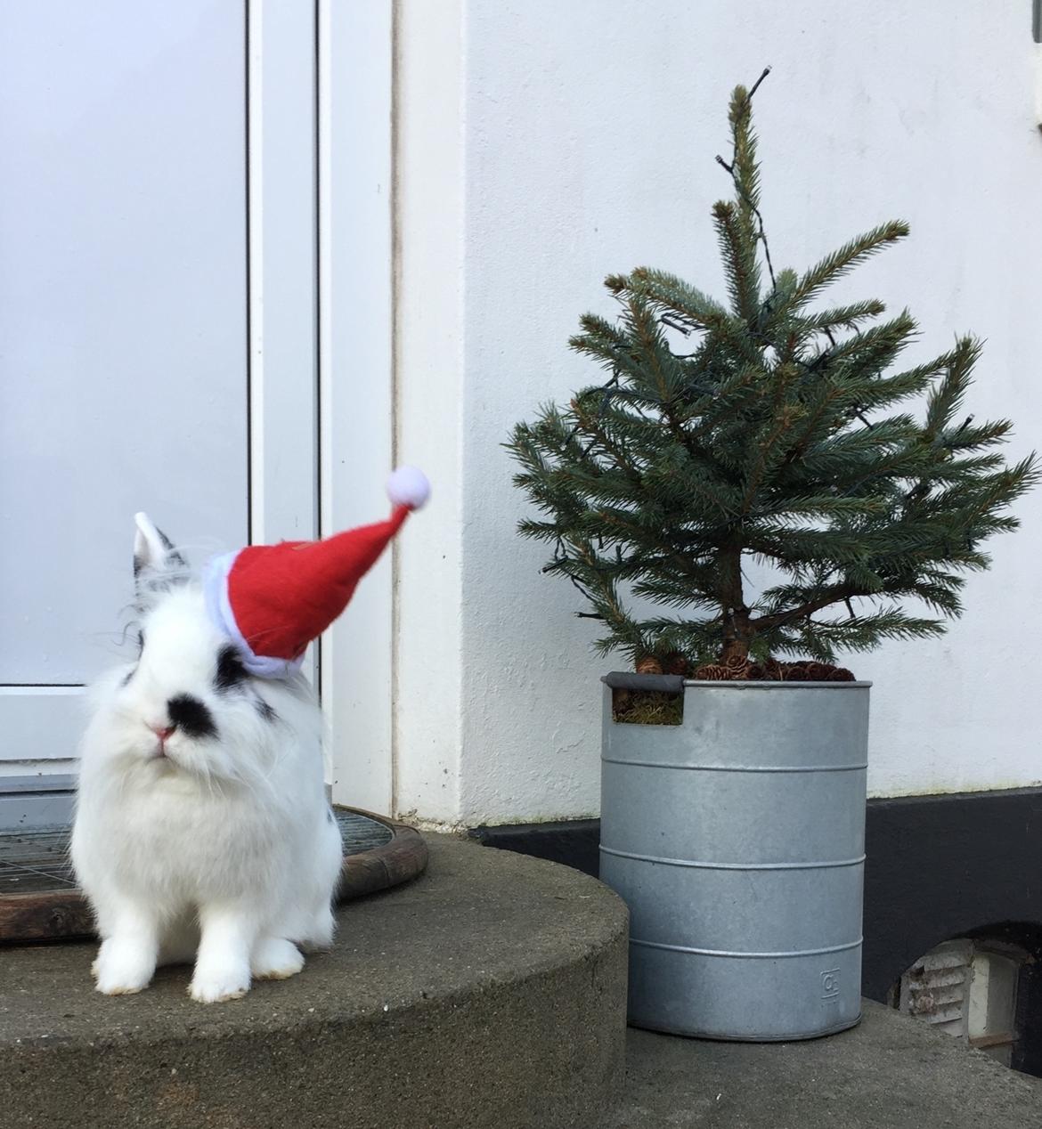 Kanin Yang - Julen 2018 Foro: Mig billede 1