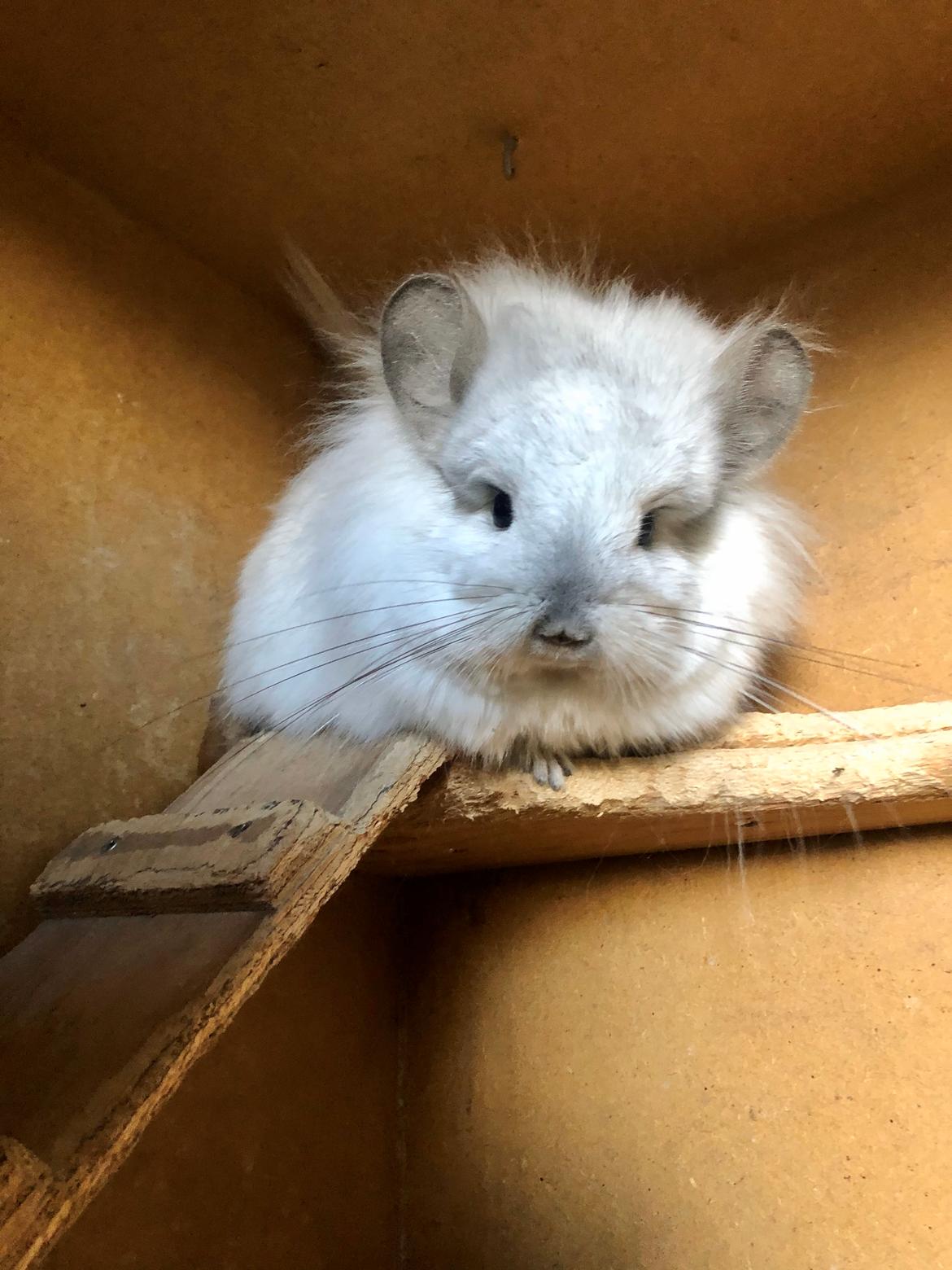 Chinchilla Fogsgaard's Ragnar billede 8