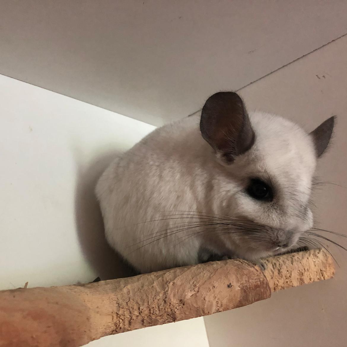 Chinchilla Fogsgaard’s Wilhelmina billede 1