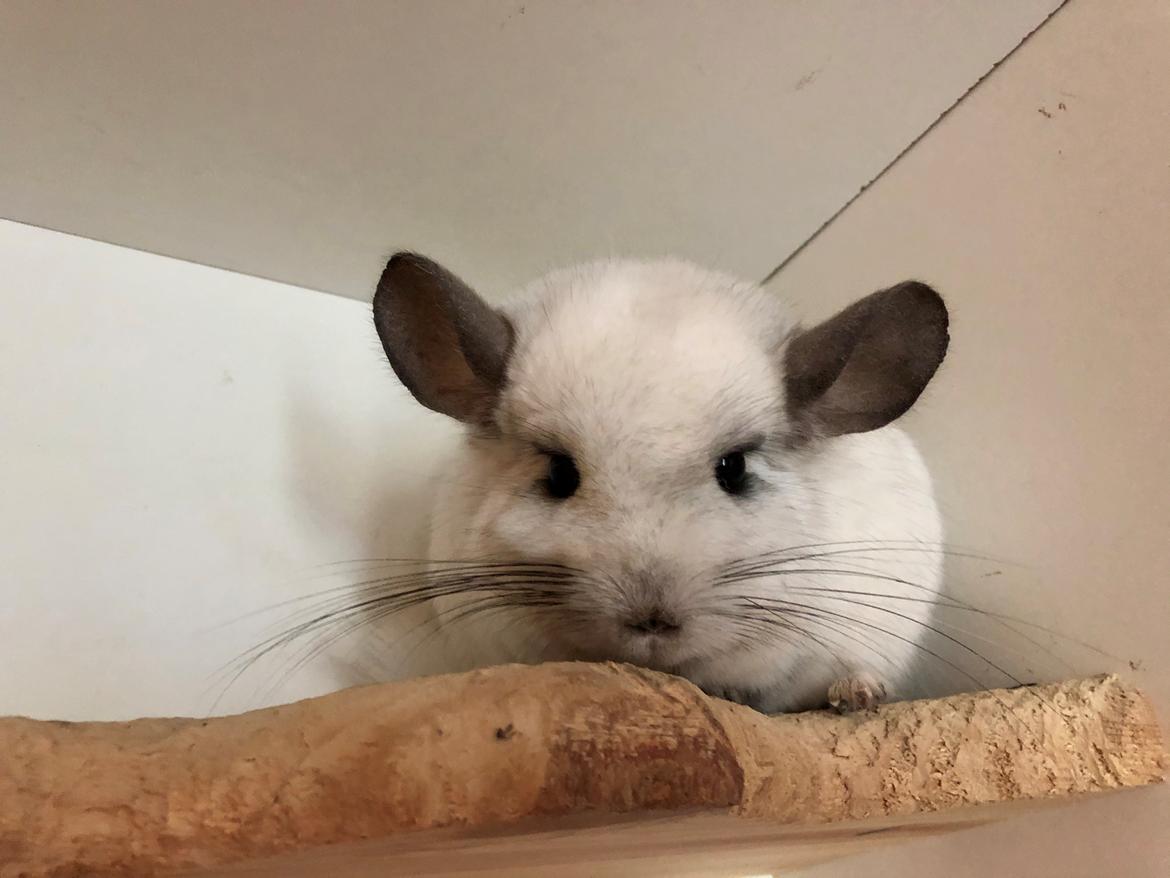 Chinchilla Fogsgaard’s Wilhelmina billede 4