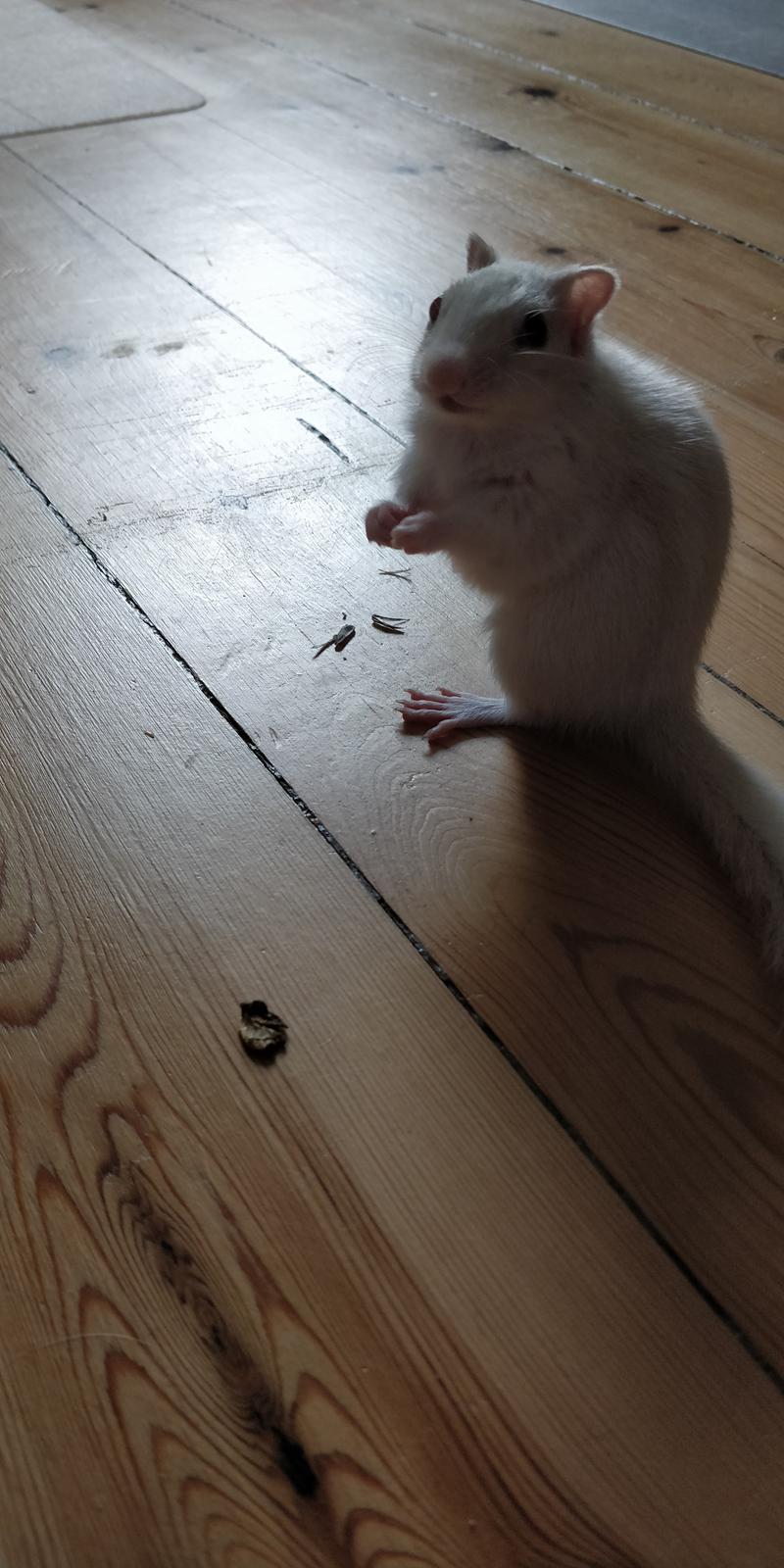 Jordegern Timon billede 18