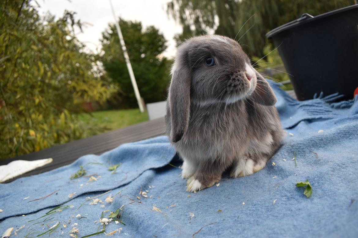 Kanin Tojo billede 5