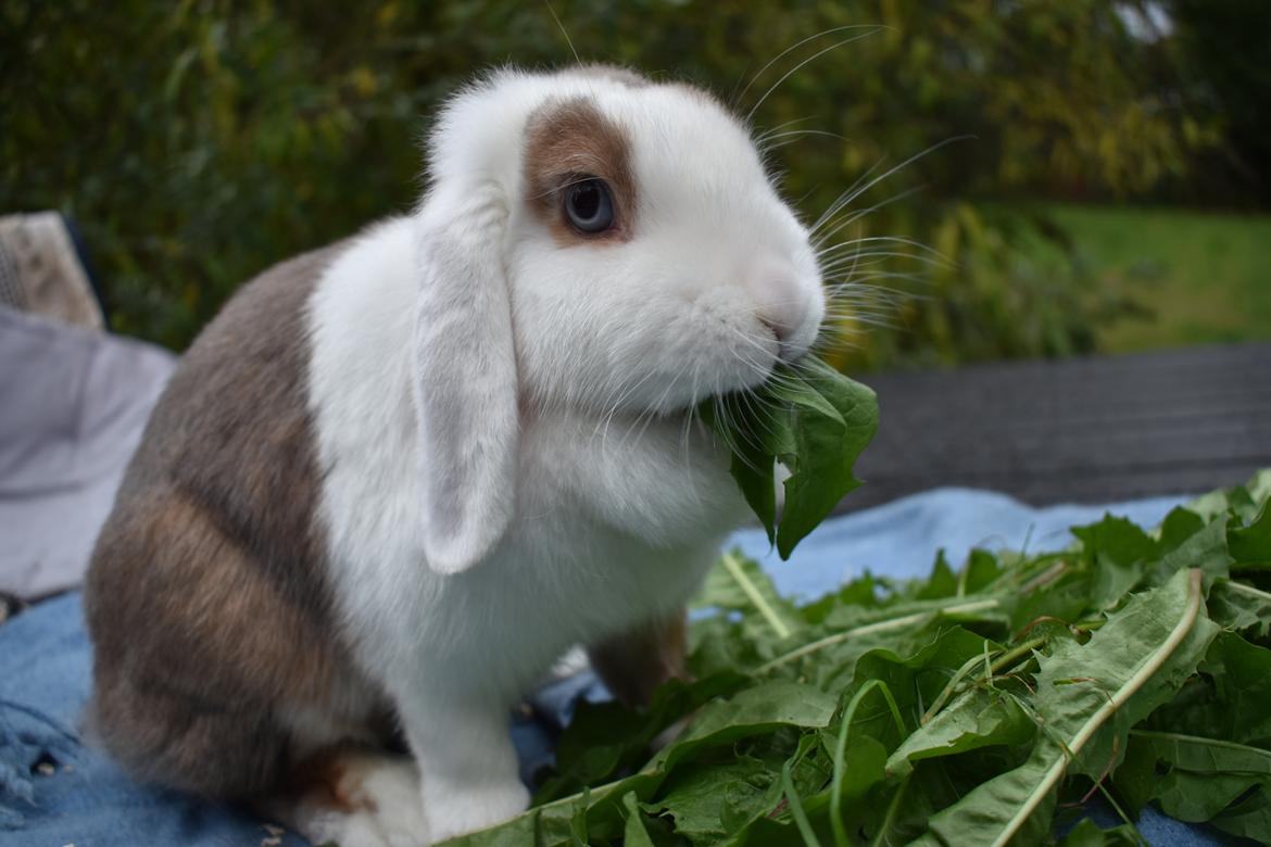 Kanin Smilla billede 14