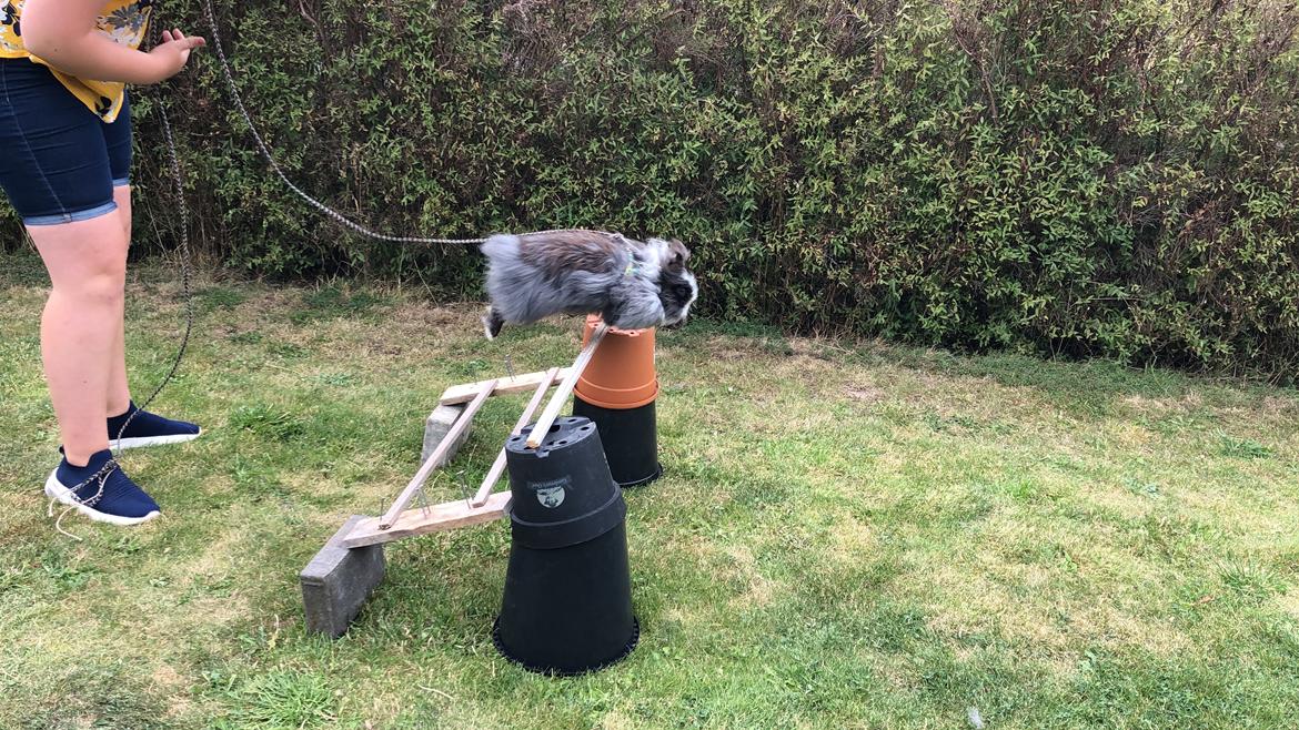 Kanin Movskis Amanda billede 4