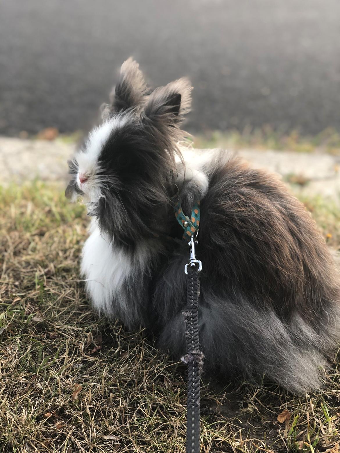 Kanin Movskis Amanda billede 5