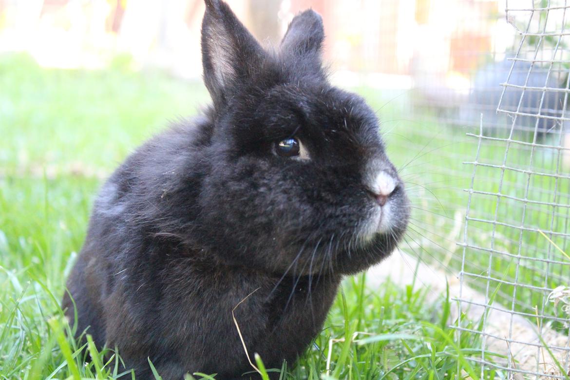 Kanin | Blacky  billede 9
