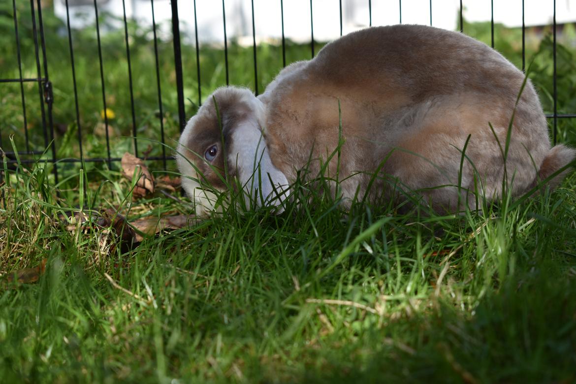 Kanin YumYum billede 3