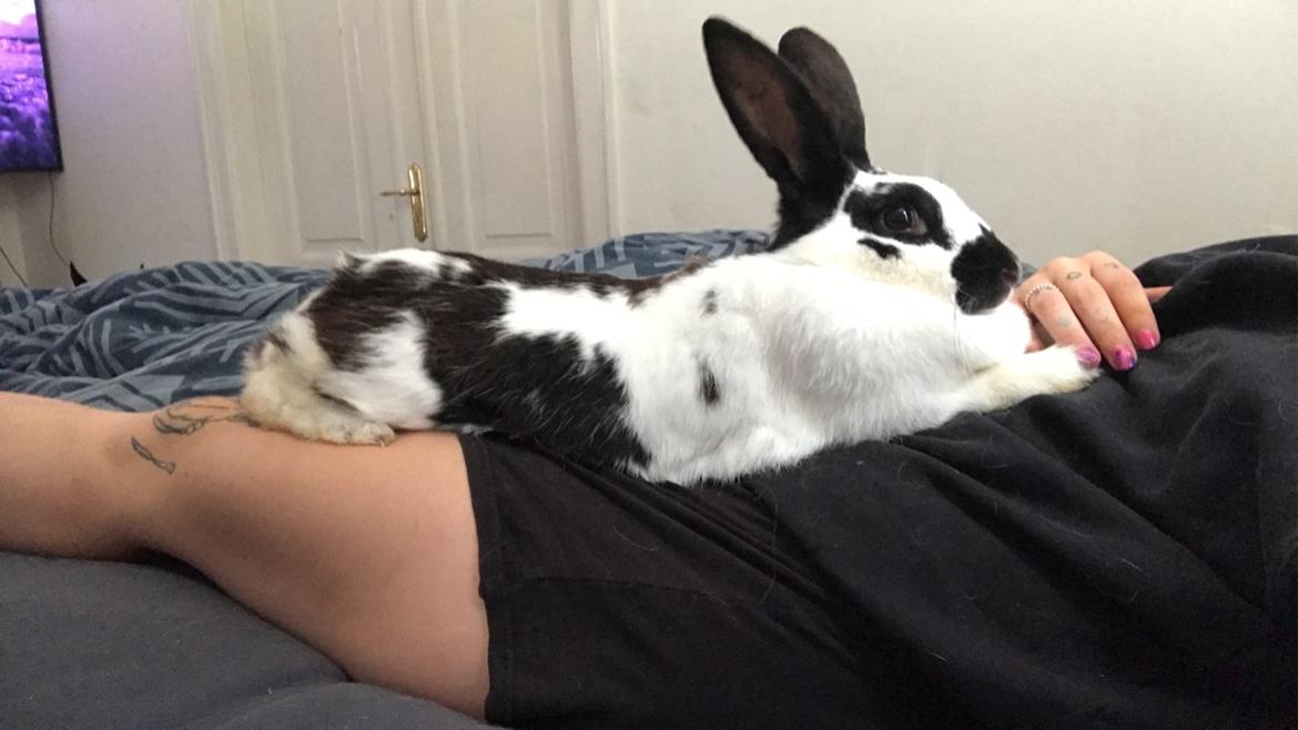 Kanin Vega billede 7