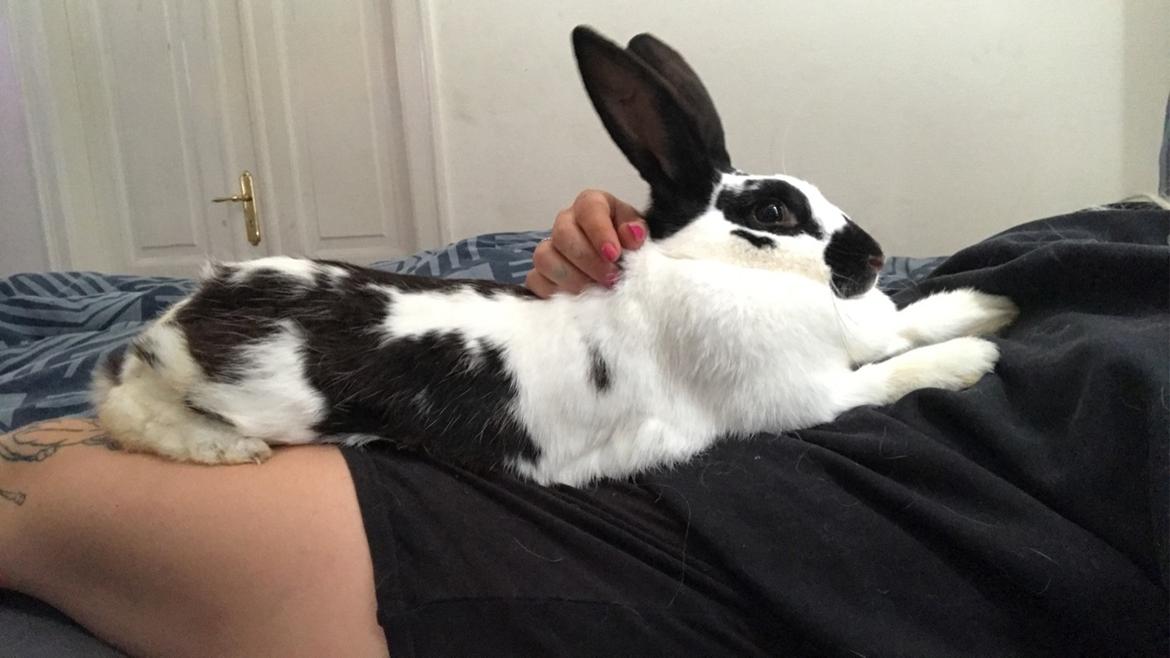 Kanin Vega billede 8