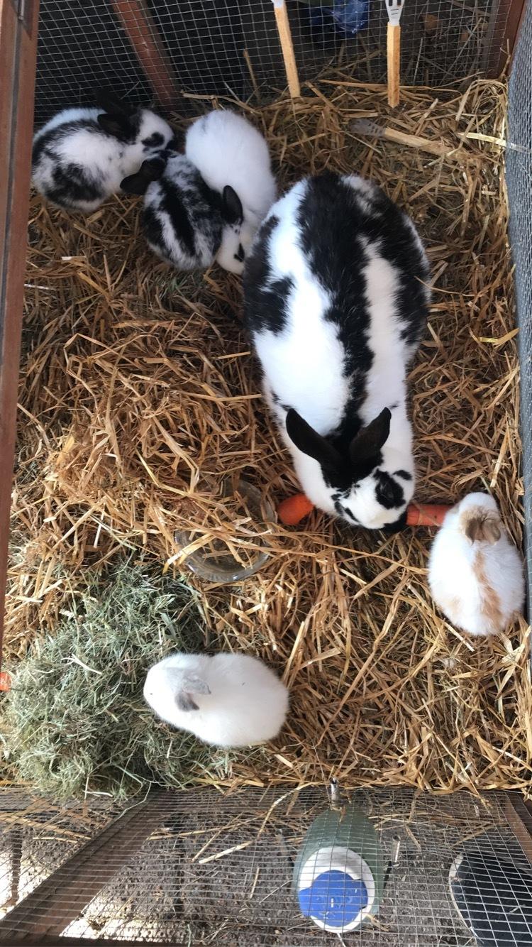 Kanin Vega billede 13