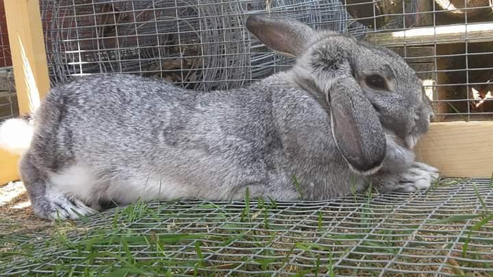 Kanin Chinchilla Kanin billede 3