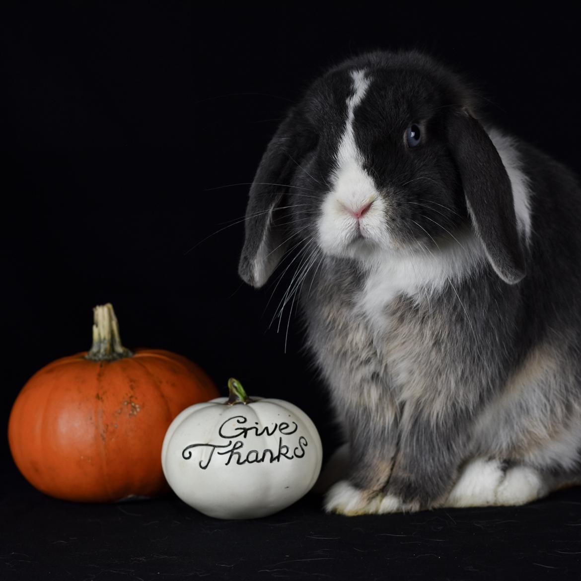 Kanin Bluewing billede 16