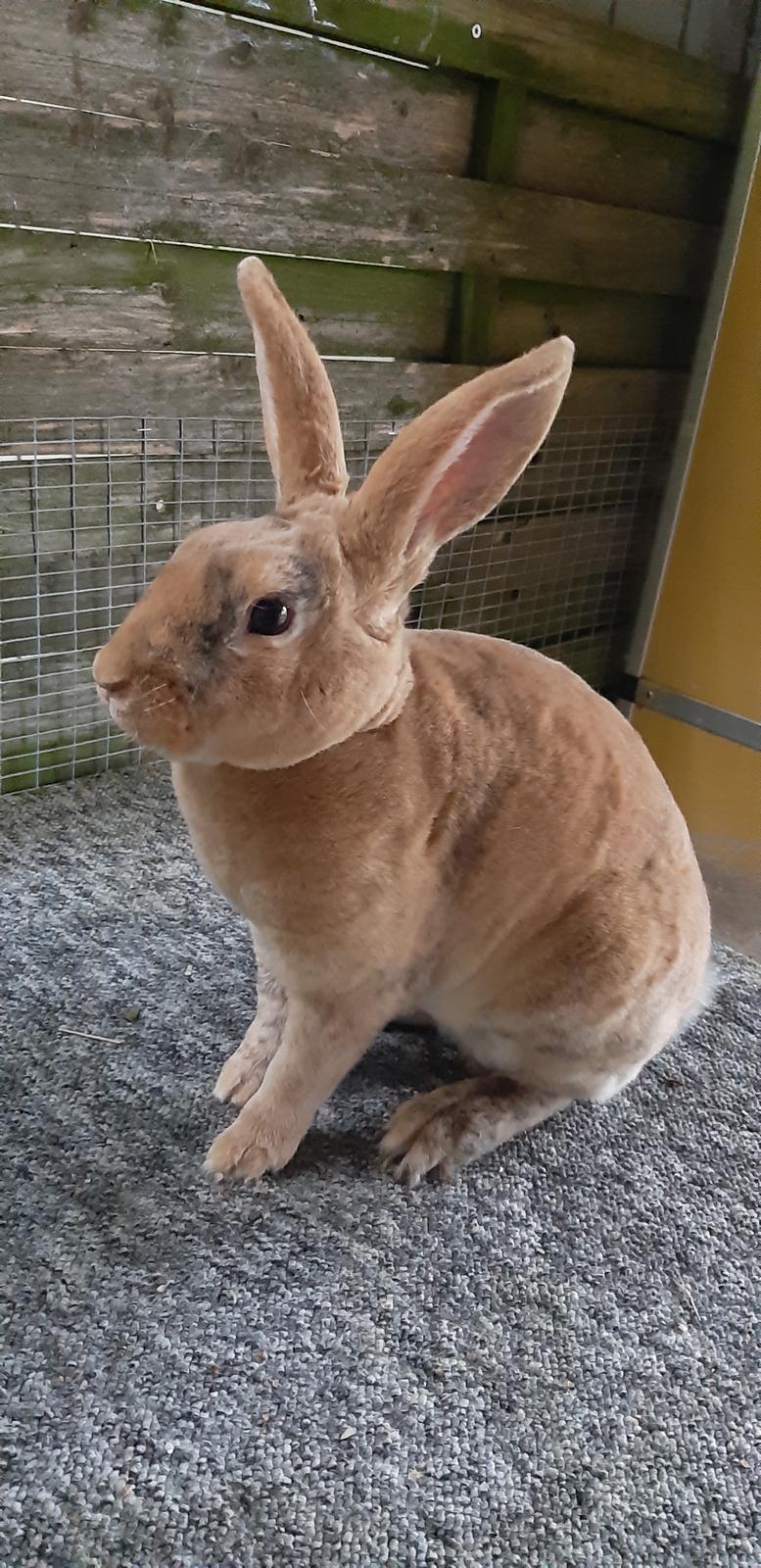 Kanin Spot Junior  billede 1