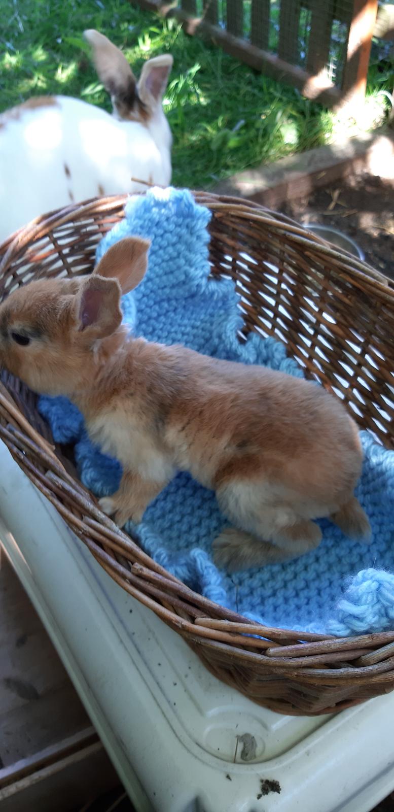 Kanin Spot Junior  billede 6