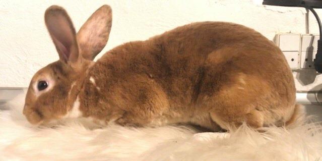 Kanin Figaro billede 4