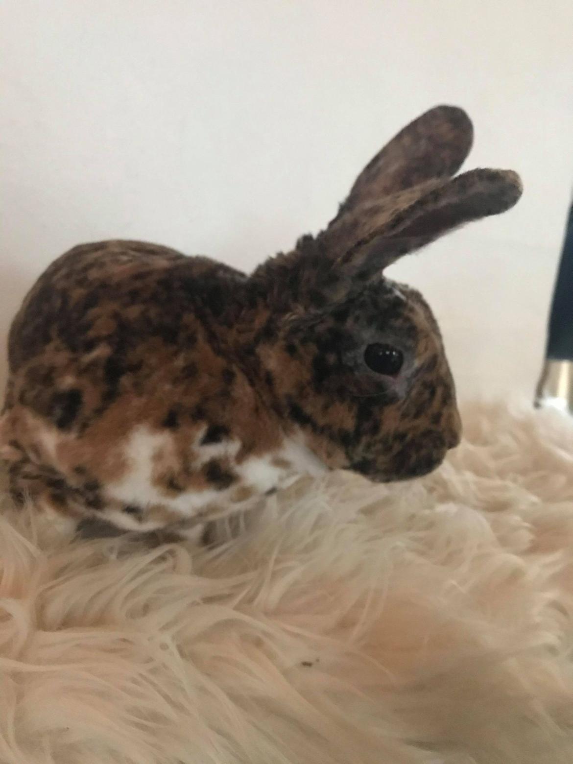 Kanin Helios billede 3